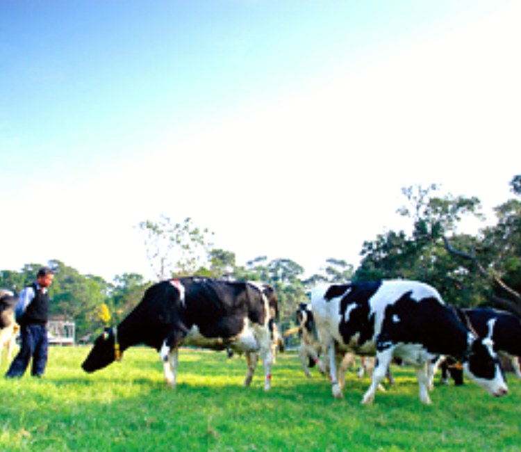 四方牧場