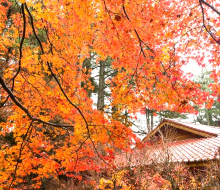 福壽山農場