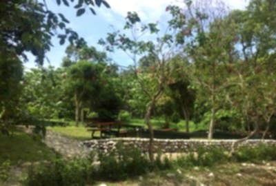荷苞山桐花公園